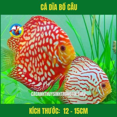 Cá Dĩa Các Loại Size 12-15