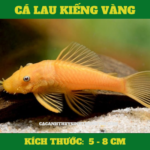 CA-LAU-KIENG-VANG