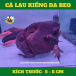 ca-lau-kieng-da-beo