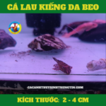 ca-lau-kieng-da-beo