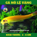 ca-no-le-vang