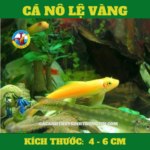 ca-no-le-vang
