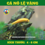 ca-no-le-vang