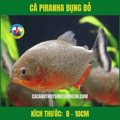 cá Piranha Bụng Đỏ