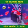 Cá Ranchu Mini