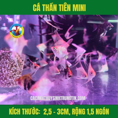 Cá Ông Tiên Size S