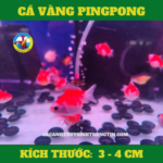 ca-vang-pingpong