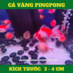 ca-vang-pingpong