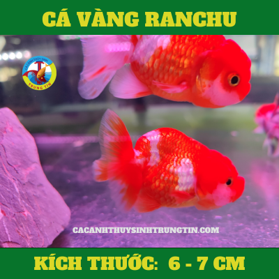 ca-vang-ranchu
