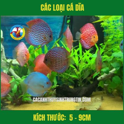Cá Dĩa Nhỏ Các Loại