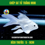 CHÉP SƯ TỬ MINI