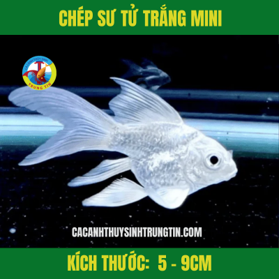 CHÉP SƯ TỬ MINI