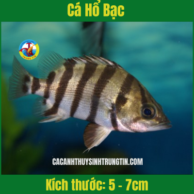 Cá Hổ Bạc (Coius quadrifasciatus)
