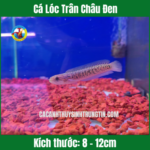 Cá Lóc Trân Châu Đen