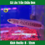 Cá Lóc Trân Châu Đen