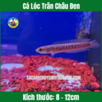 Cá Lóc Trân Châu Đen