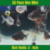 Cá Pacu Đen Mini