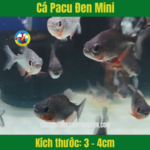 Cá Pacu Đen Mini