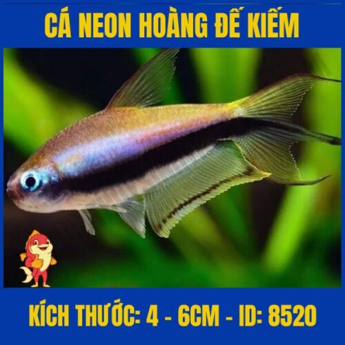 cá neon hoàng đế kiếm