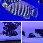 CÁ HOÀNG TỬ CHÂU PHI