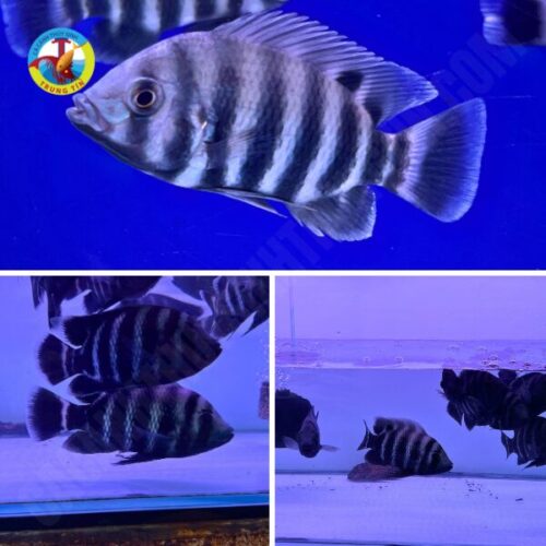 CÁ HOÀNG TỬ CHÂU PHI