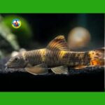 bống bác sĩ panda