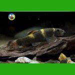 bống bác sĩ panda