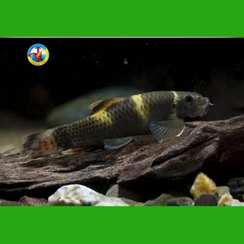 bống bác sĩ panda