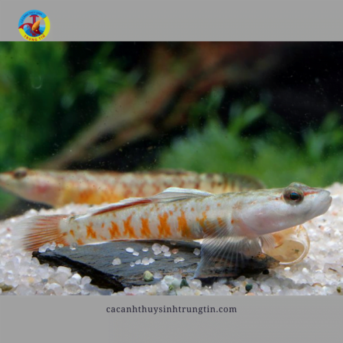 cá bống tê giác