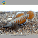 cá bống tê giác