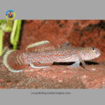 cá bống tê giác