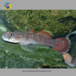 cá bống tê giác