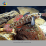 cá bống tê giác