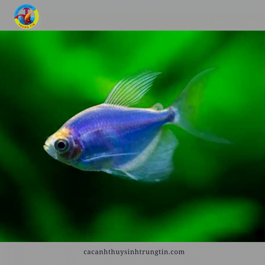 cá buồm dạ quang cánh tiên