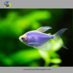 cá buồm dạ quang cánh tiên