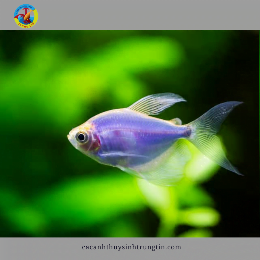 cá buồm dạ quang cánh tiên