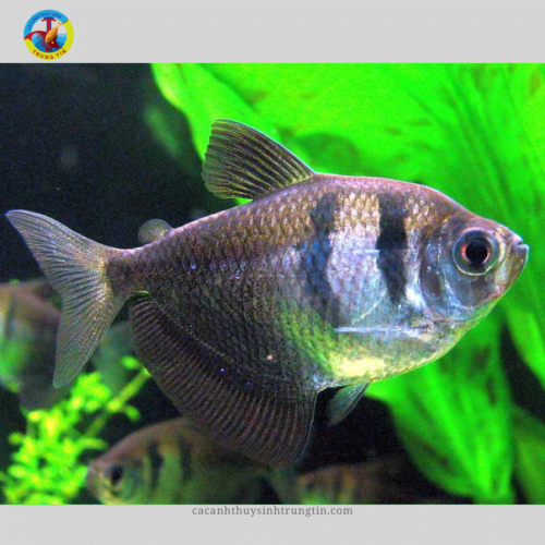 Cá Cánh Buồm Tiger