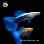 Bảy màu Blue Topaz