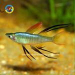 cá cầu vồng vây dài