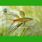 cá cầu vồng vây dài