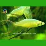 cá cầu vồng vây dài