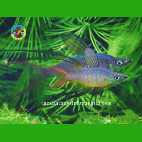 cá cầu vồng vây dài