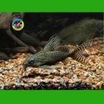 cá chuột mã thiên