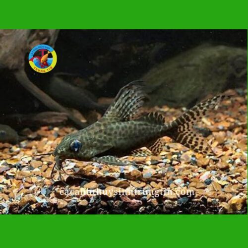 cá chuột mã thiên