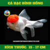 Cá Hạc Đỉnh Hồng (15-17cm)
