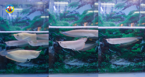 cá rồng ngân long