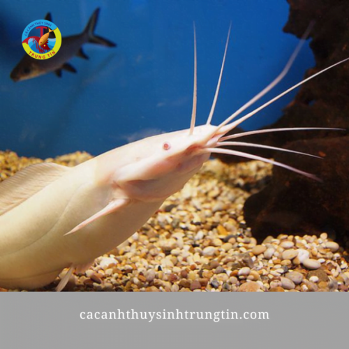 cá trê bạch tạng