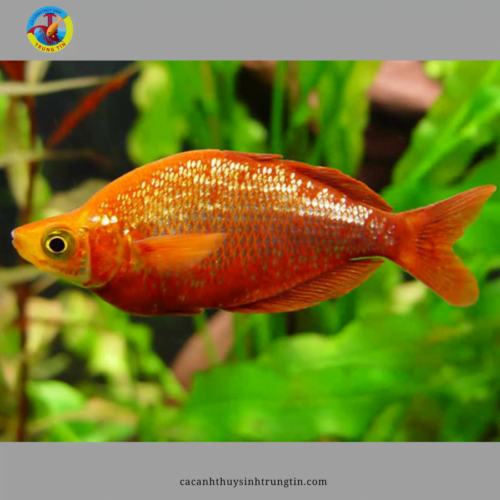 cá cầu vồng đỏ