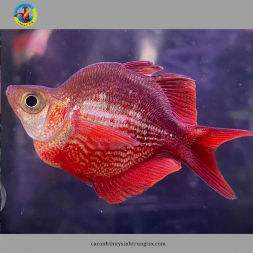 cá cầu vồng đỏ short