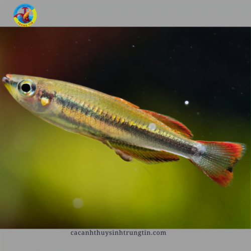 cá cầu vồng madagasca